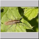 Agapanthia villosoviridescens - Distelbock 09.jpg